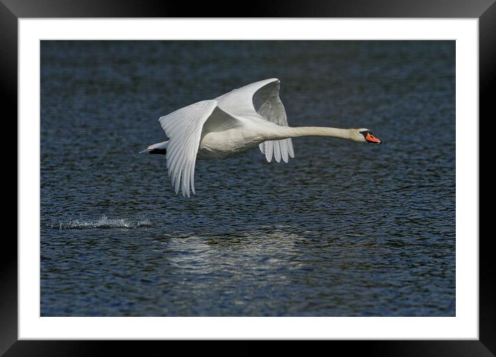 Mute Swan flying over water Framed Mounted Print by Russell Finney