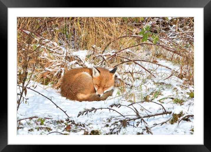 Red Fox asleep in the snow  Framed Mounted Print by Russell Finney