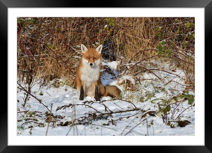 Red Fox resting in the snow  Framed Mounted Print by Russell Finney