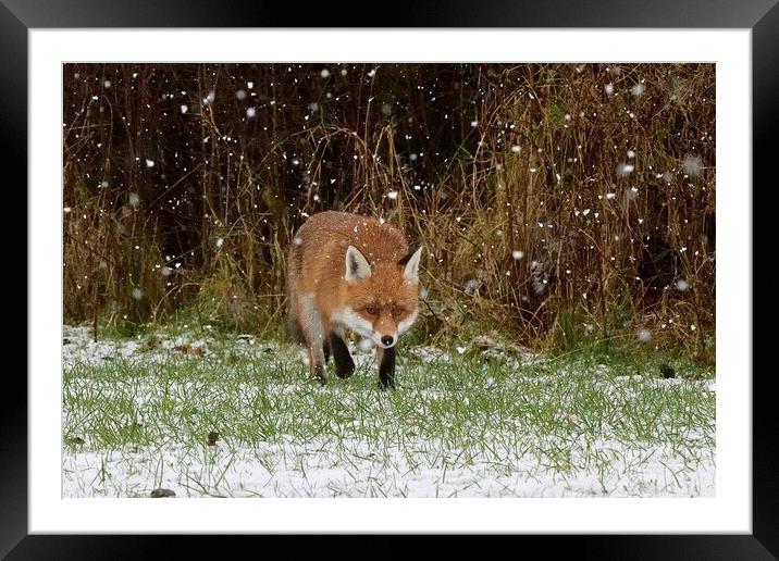 A fox walking through the snow Framed Mounted Print by Russell Finney