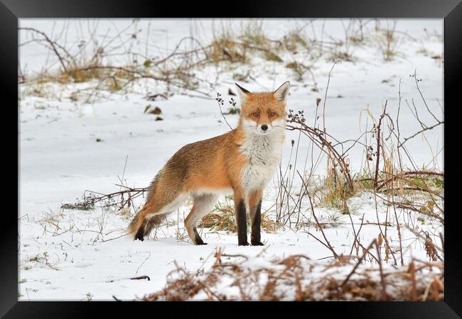 A fox in the snow Framed Print by Russell Finney