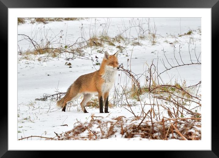 A fox in the snow Framed Mounted Print by Russell Finney
