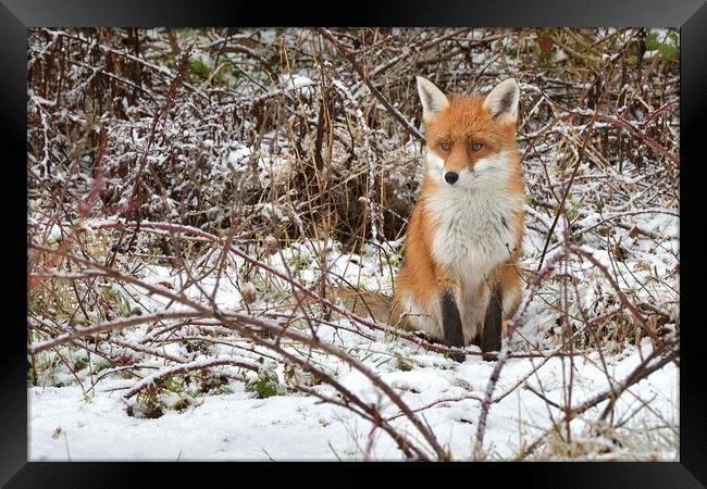 Red Fox resting in the snow Framed Print by Russell Finney