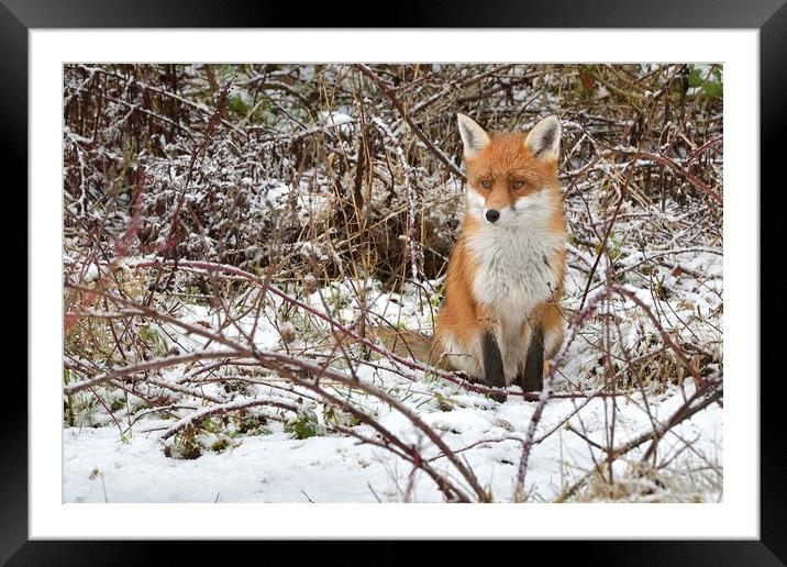 Red Fox resting in the snow Framed Mounted Print by Russell Finney