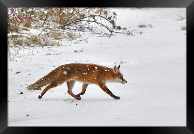 Fox crossing a field in the snow Framed Print by Russell Finney