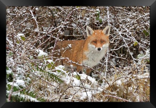 Red Fox looking for food in the snow  Framed Print by Russell Finney