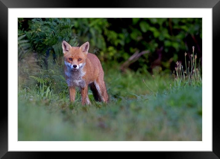 Red Fox (Vulpes Vulpes) on the edge of woodland path Framed Mounted Print by Russell Finney