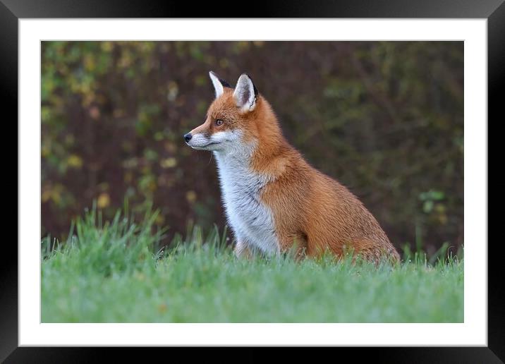 Red Fox (Vulpes Vulpes) in a lush green field  Framed Mounted Print by Russell Finney