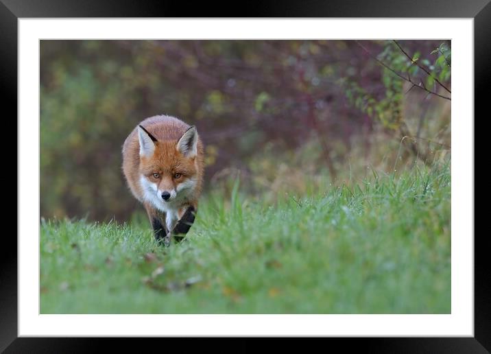 Red Fox (Vulpes Vulpes) on the edge of woodland Framed Mounted Print by Russell Finney