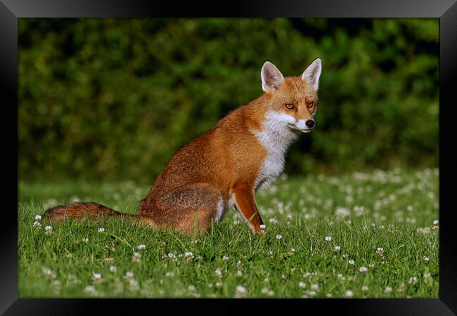 A fox located in a grassy field Framed Print by Russell Finney