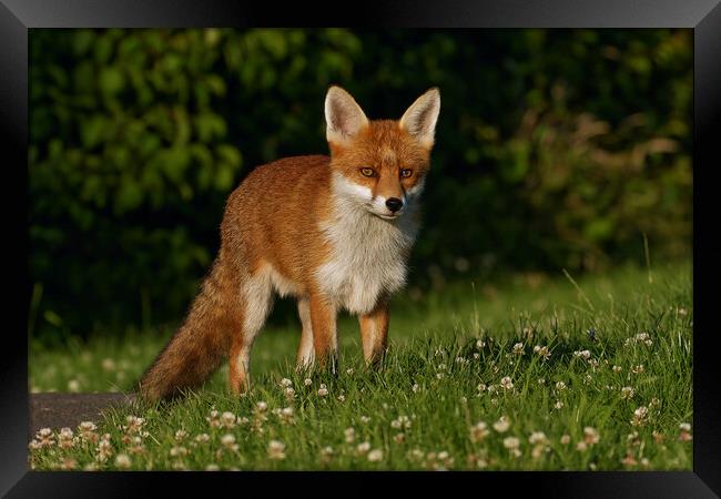 A fox standing in the grass Framed Print by Russell Finney
