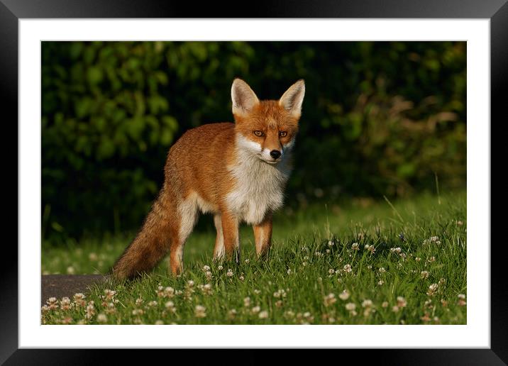 A fox standing in the grass Framed Mounted Print by Russell Finney