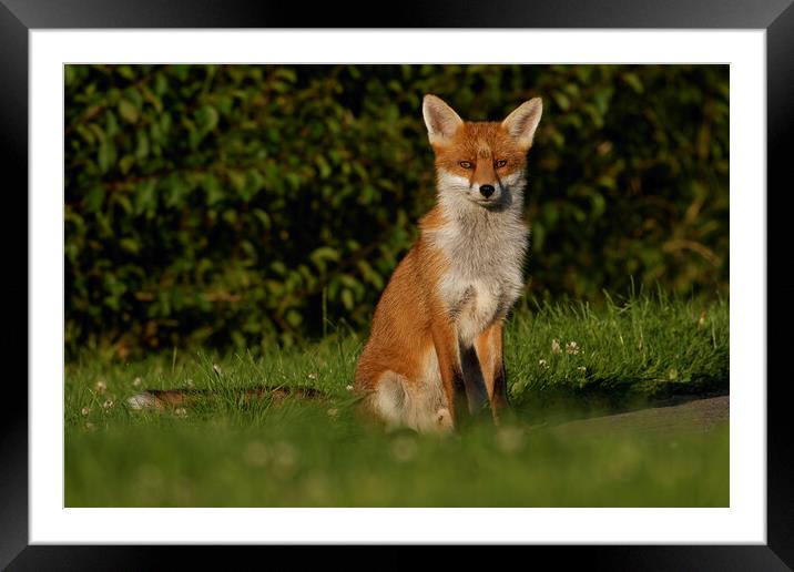 A fox sitting in the grass Framed Mounted Print by Russell Finney
