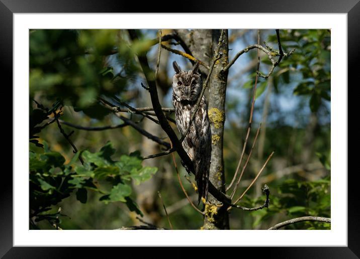 Long Eared Owl Framed Mounted Print by Russell Finney
