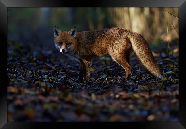 A fox standing in the grass Framed Print by Russell Finney