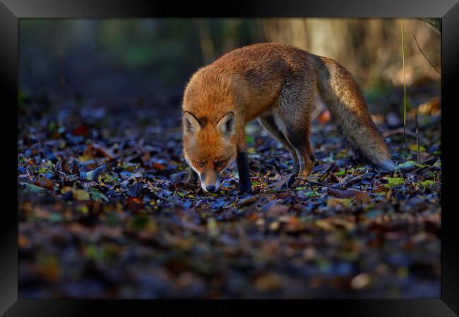 Fox in woodland  Framed Print by Russell Finney