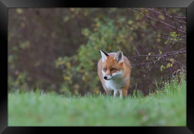 Red Fox (Vulpes Vulpes) in woodland on a frosty morning Framed Print by Russell Finney