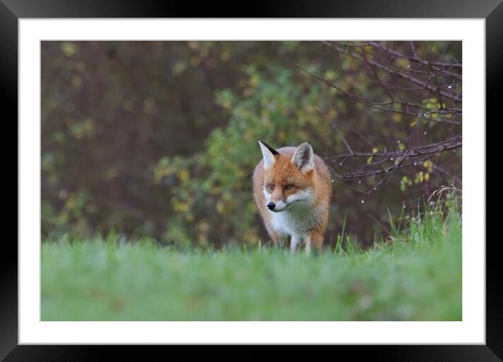 Red Fox (Vulpes Vulpes) in woodland on a frosty morning Framed Mounted Print by Russell Finney