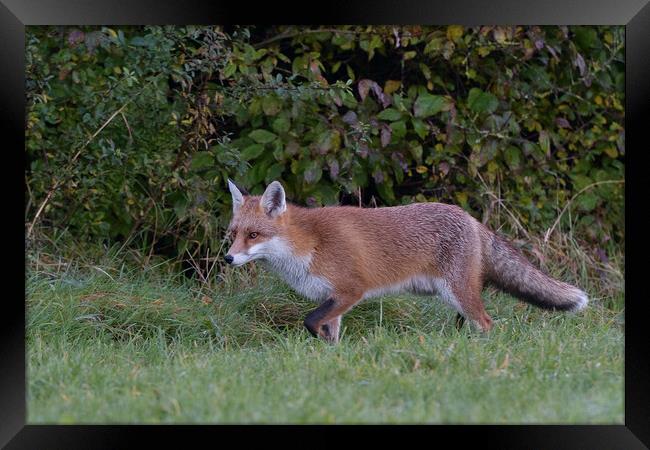 Red Fox (Vulpes Vulpes) on the edge of woodland Framed Print by Russell Finney