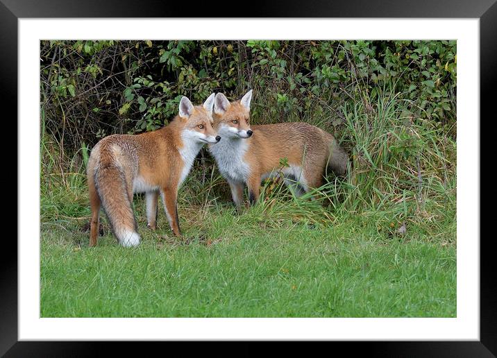 Red Fox (Vulpes Vulpes) on the edge of woodland Framed Mounted Print by Russell Finney