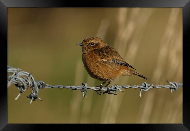 Stonechat female on a wire, Liverpool England Framed Print by Russell Finney