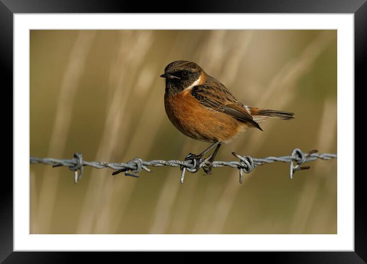 Stonechat male on barbed wire, Liverpool England Framed Mounted Print by Russell Finney