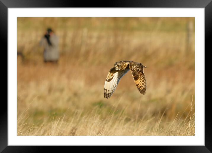 Short Eared Owl flying Framed Mounted Print by Russell Finney