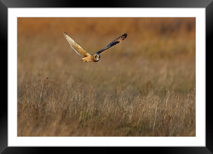 Short Eared Owl in flight.  London, Liverpool, Lak Framed Mounted Print by Russell Finney