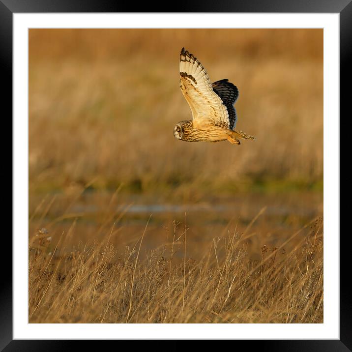 Short Eared Owl in flight.  London, Lake District, Framed Mounted Print by Russell Finney
