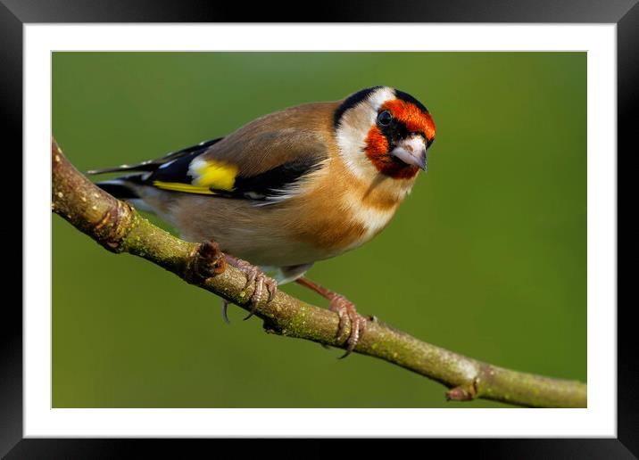 Goldfinch.  London, Liverpool, Lake District, Framed Mounted Print by Russell Finney