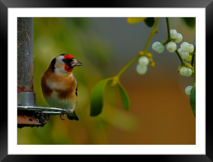 British garden bird, Goldfinch in mistletoe. uk Framed Mounted Print by Russell Finney