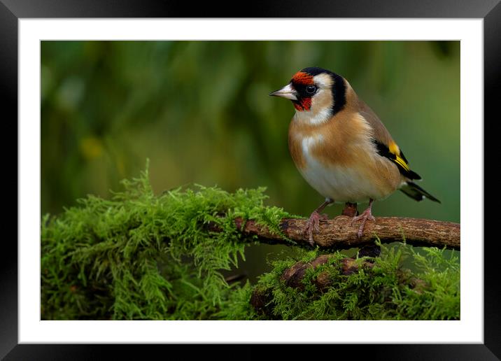 British garden bird, Goldfinch. Warrington England Framed Mounted Print by Russell Finney