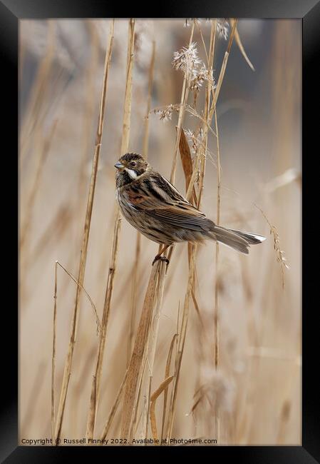 Reed Bunting on marsh reeds Framed Print by Russell Finney