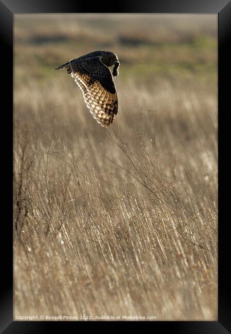 Short Eared Owl quartering a field Framed Print by Russell Finney