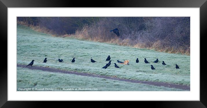 Fox surrounded by corvids Framed Mounted Print by Russell Finney