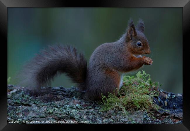 Red Squirrel Framed Print by Russell Finney