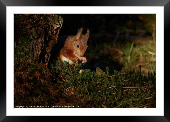 A squirrel standing on grass Framed Mounted Print by Russell Finney