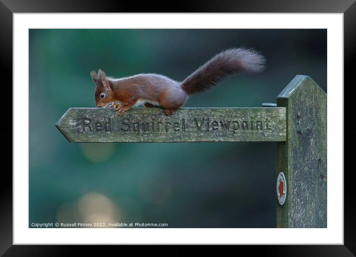 Red squirrel  Framed Mounted Print by Russell Finney