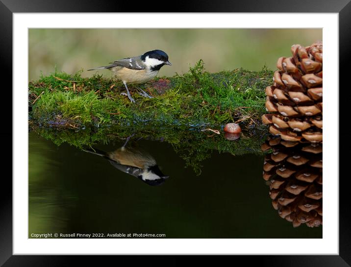 Coal Tit reflection Framed Mounted Print by Russell Finney