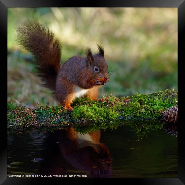 Red Squirrel reflection Framed Print by Russell Finney