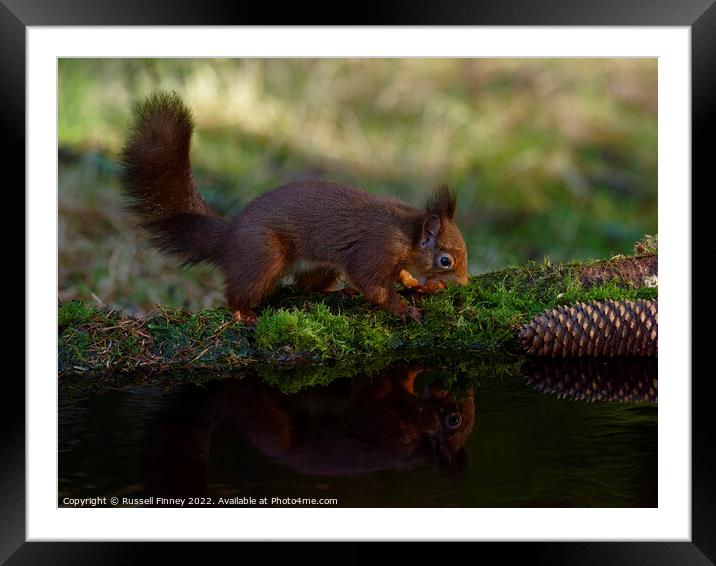 Red Squirrel reflection Framed Mounted Print by Russell Finney