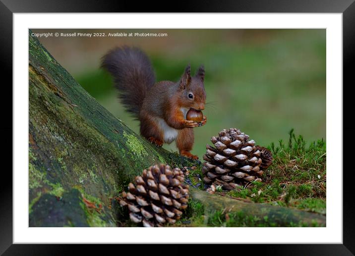 Red Squirrel in the woodland eating sweet chestnut Framed Mounted Print by Russell Finney