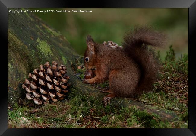 Red Squirrel in the woodland eating sweet chestnut Framed Print by Russell Finney