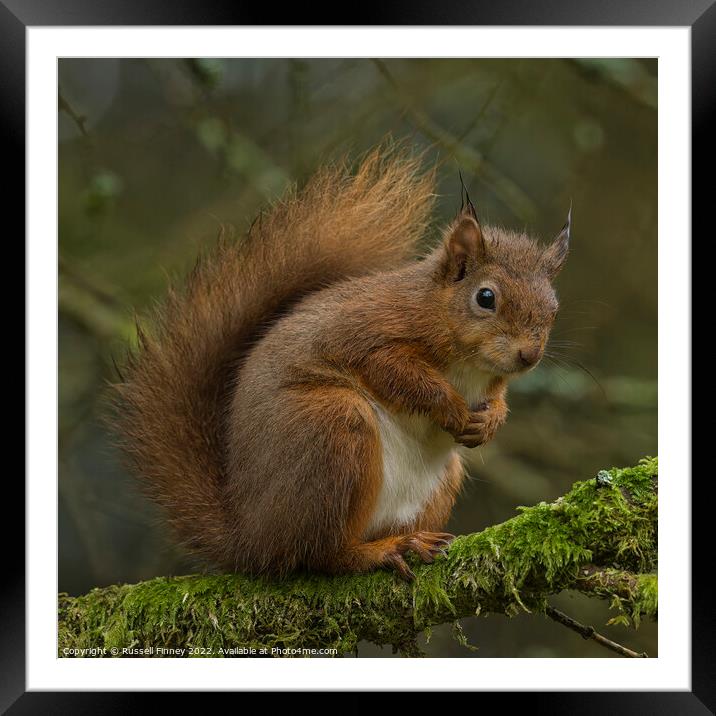 Red Squirrel in woodland Framed Mounted Print by Russell Finney