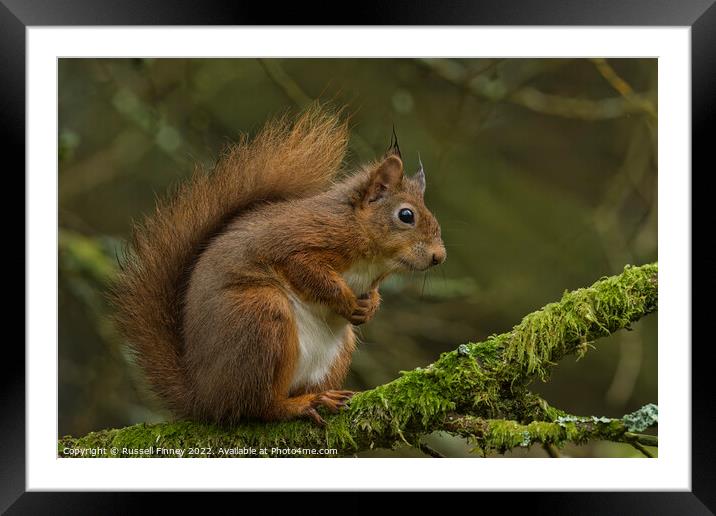 A close up of a red squirrel on a branch Framed Mounted Print by Russell Finney