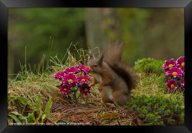 Red Squirrel in flowers Framed Print by Russell Finney