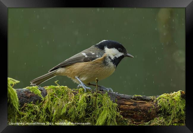 Coal tit, woodland bird Framed Print by Russell Finney