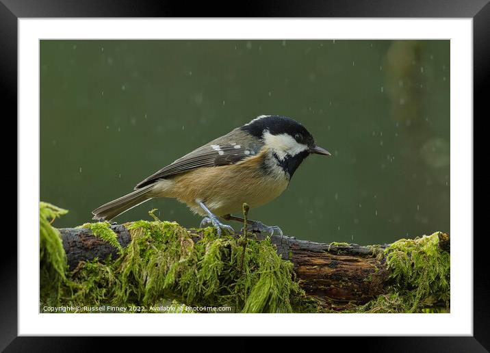 Coal tit, woodland bird Framed Mounted Print by Russell Finney