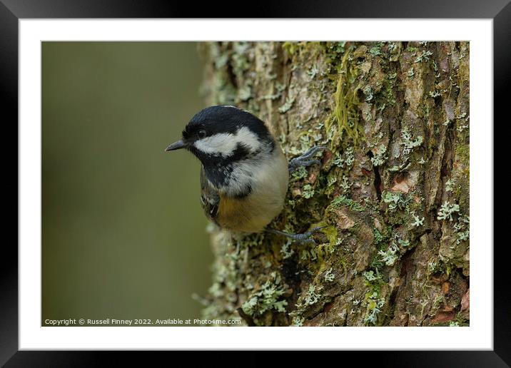 Coal tit, woodland bird Framed Mounted Print by Russell Finney