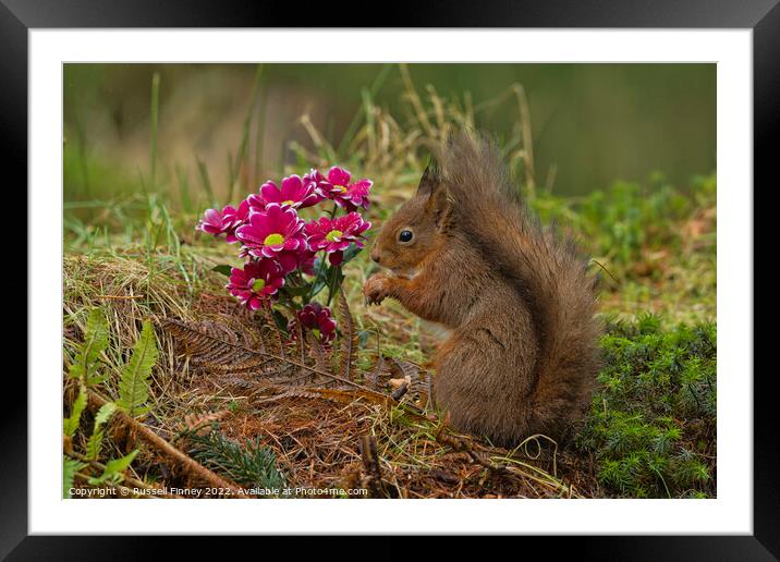 Red Squirrel near flowers in woodland Framed Mounted Print by Russell Finney